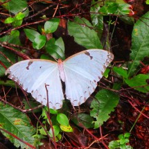 Another light-blue butterfly